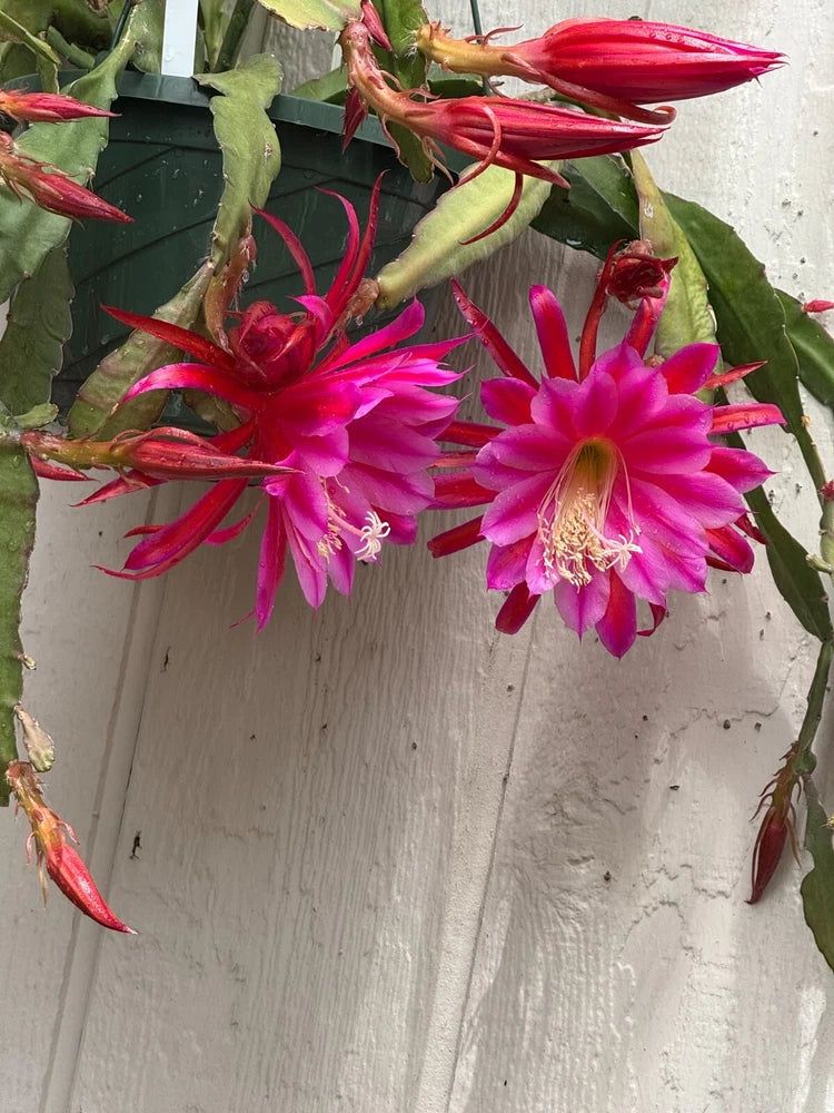 Epiphyllium orchid cactus specimen with magenta-pink blooms and red buds on green stems