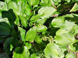20 PERMANENT WAVE HOSTA SEEDS Garden Plants