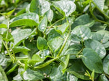 150+Malabar Spinach Seeds Mong Toi Ceylon Vine Spinach GMO Free Perennial Garden Plants