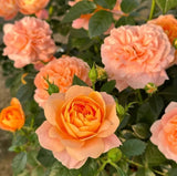 Juicy Terrazza Rose Seeds - Pack 30 Seeds - Rose Flower Gardening Garden Plants