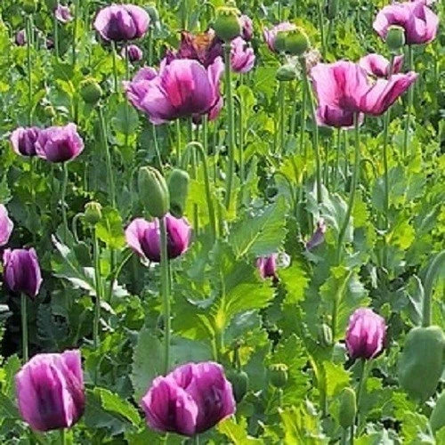 Imported Hungarian Poppy Garden Pack Over 20,000 Seeds 160+ Square Feet Coverage Garden Plants