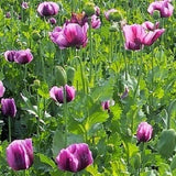 Imported Hungarian Poppy Garden Pack Over 20,000 Seeds 160+ Square Feet Coverage Garden Plants