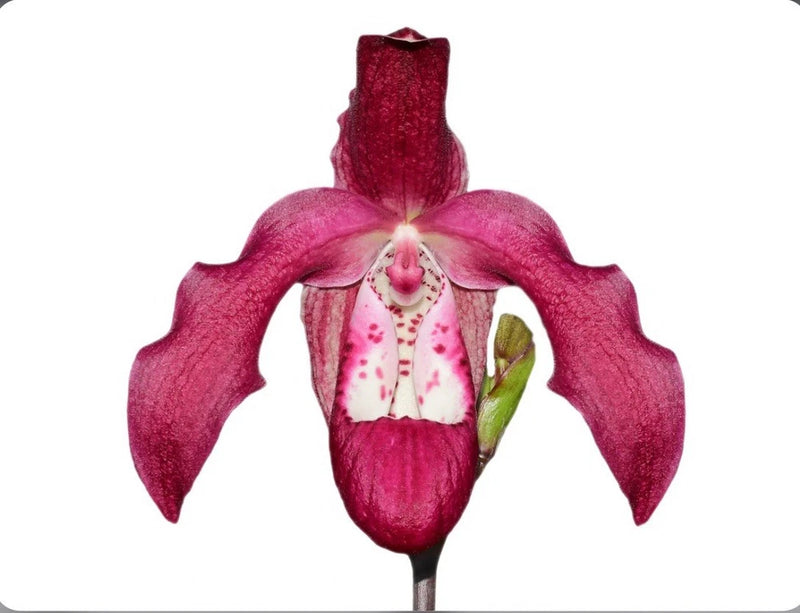 Phragmipedium orchid flower with long pink petals and speckled white lip