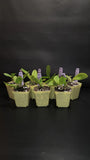 Rlc. Dora Louise Capen 'Lea' Seedling In 2.75" Pot Orchids
