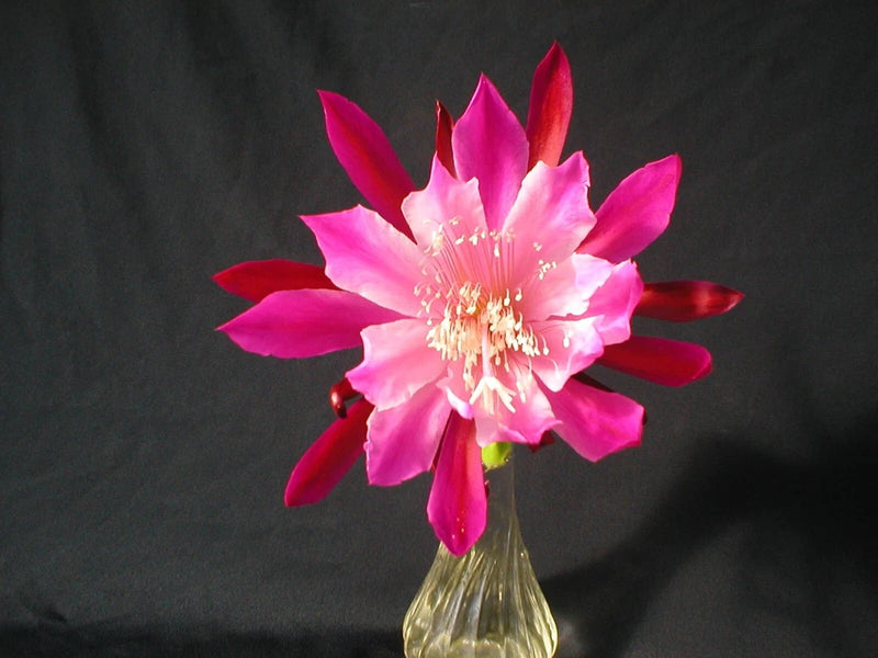 Pink orchid cactus flower in clear glass vase