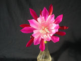 Epiphyllum, Orchid Cactus, " BUMPKIN ", Don's Quart pots APRIL/1 Orchids