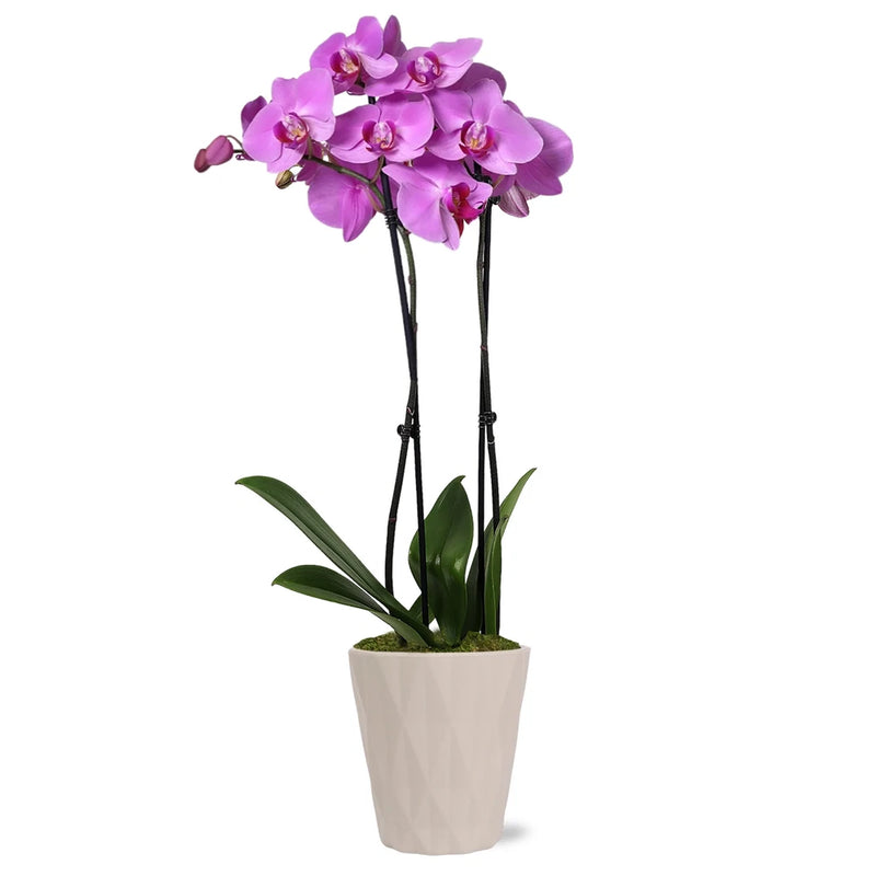 Just Add Ice Live Plant 16-30" Tall Premium Pink Purple Orchid in 5" Decorative Orchids