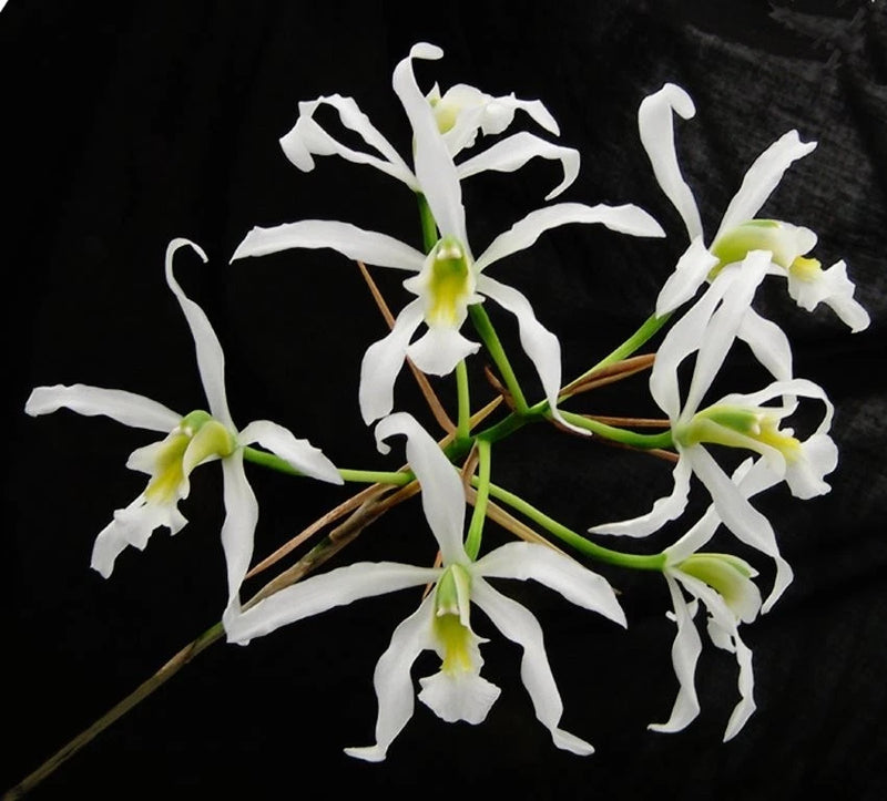 White orchid plant with star-shaped blooms and pale green centers