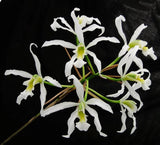Super RARE STUD DIVISION Schomburgkia superbiens alba Orchid Plant Orchids
