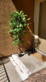 Pre-owned 6' Artificial Ficus Tree, 2-Piece,  Simple Piecing/Separation- Good Green Plant