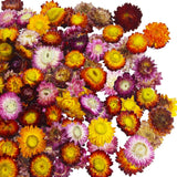 CITYES 60 Pcs Natural Dried Daisy Flowers Heads Multicolor-daisy Heads-60 Daisies