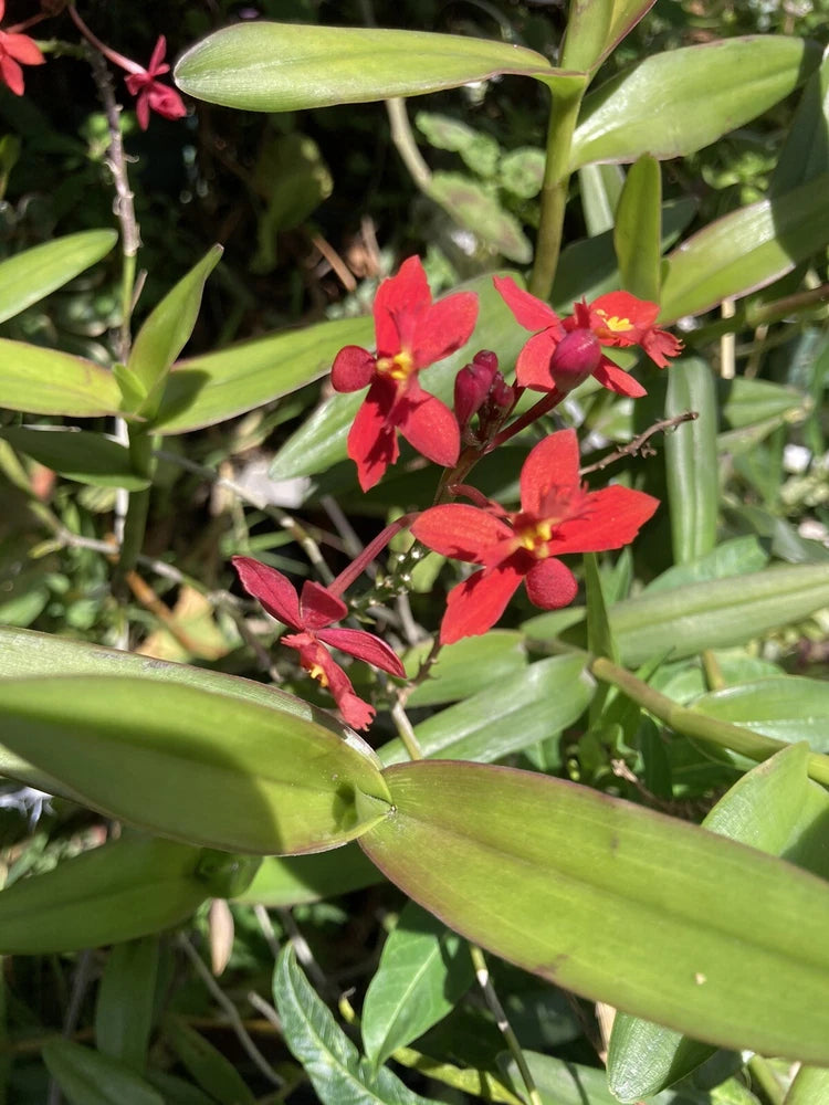 Red orchid cutting with green leaves and small red cluster flowers