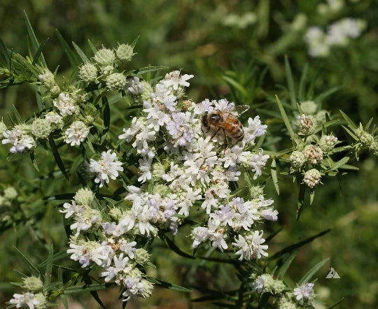 1000 Slender Mountain Mint Flower Seeds Pycnanthemum tenuifolium Garden Plants