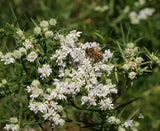 1000 Slender Mountain Mint Flower Seeds Pycnanthemum tenuifolium Garden Plants