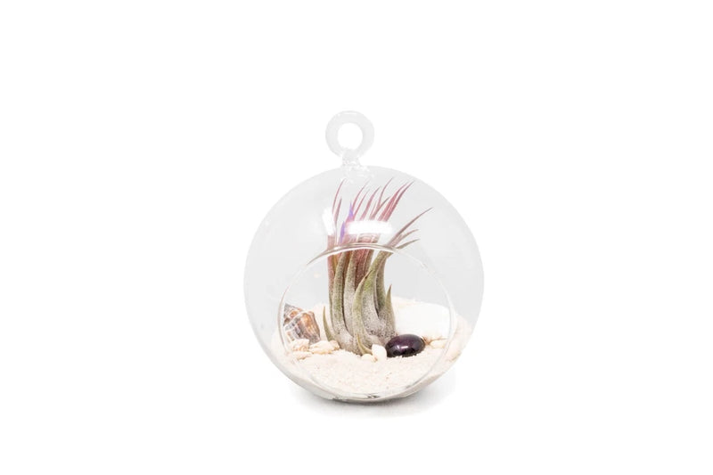 White Beach Flat Bottom Terrarium Sets - Wholesale Bulk - Tillandsia Air Plants Green Plant