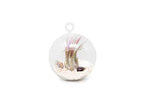 White Beach Flat Bottom Terrarium Sets - Wholesale Bulk - Tillandsia Air Plants Green Plant