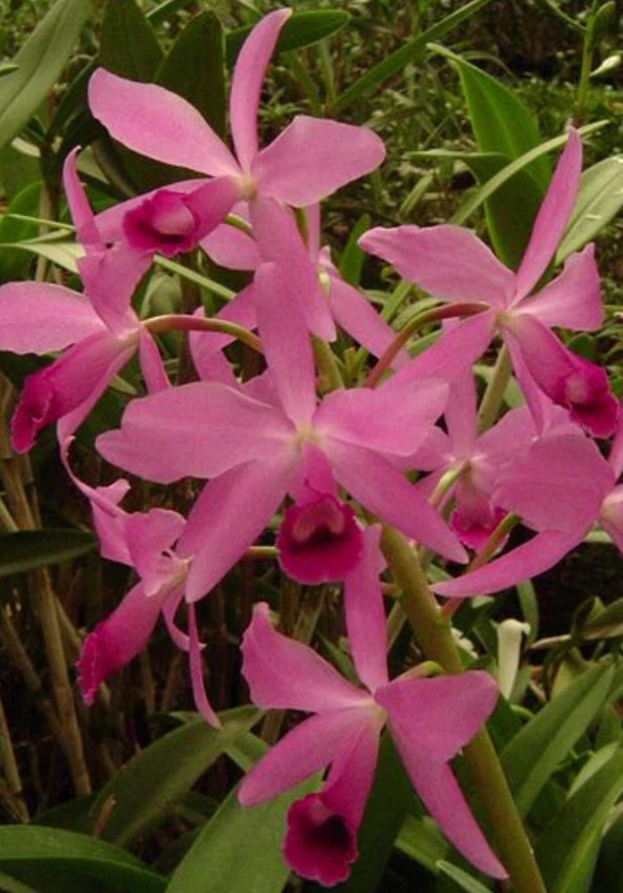 Pink Cattleya orchid flowers with long green leaves