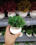 Tabletop Artificial Topiary Tree White Pot Decor Decoration Flower Plants Set Green Plant