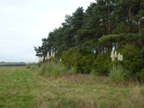 Photo A2 Not normal for Norfolk Great Massingham Pampas grass next to a  c2011 Pampas Grass
