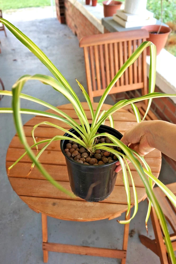 Spider plant with long variegated leaves in black nursery pot