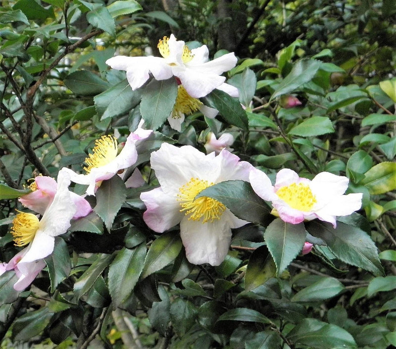 5 TEA PLANT Black & Green Drinking Tea Camellia Sinensis Tree Shrub Flower Seeds Green Plant