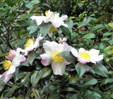 5 TEA PLANT Black & Green Drinking Tea Camellia Sinensis Tree Shrub Flower Seeds Green Plant