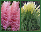 Pampas Grass Seeds, Pink & White, 2pk Special, Heirloom Ornamental Grass Seeds Pampas Grass