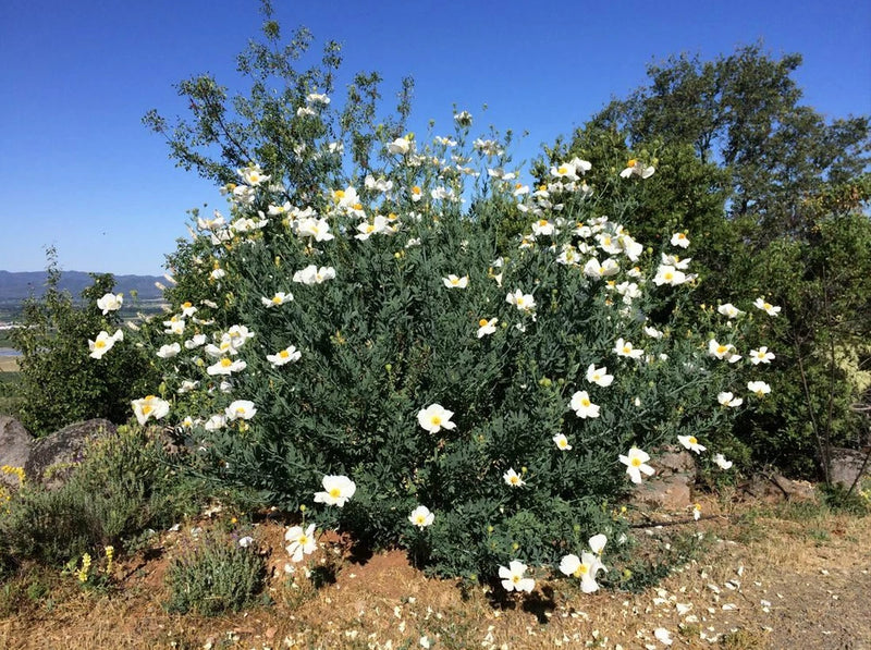 RARE ORGANIC MATILIJA ROMNEYA POPPY SEEDS NEW HARVEST 150 FRESH SEEDS Flowering Plants