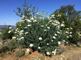 RARE ORGANIC MATILIJA ROMNEYA POPPY SEEDS NEW HARVEST 150 FRESH SEEDS Flowering Plants
