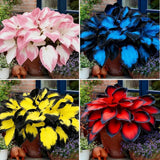 Hosta Seeds for Planting, 290+pcs Rare Perennial Hosta Flower Seeds Plants Lily