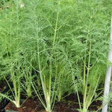 DILL DUKAT 300 SEEDS NON-GMO FRESH FOR GARDENS Garden Plants