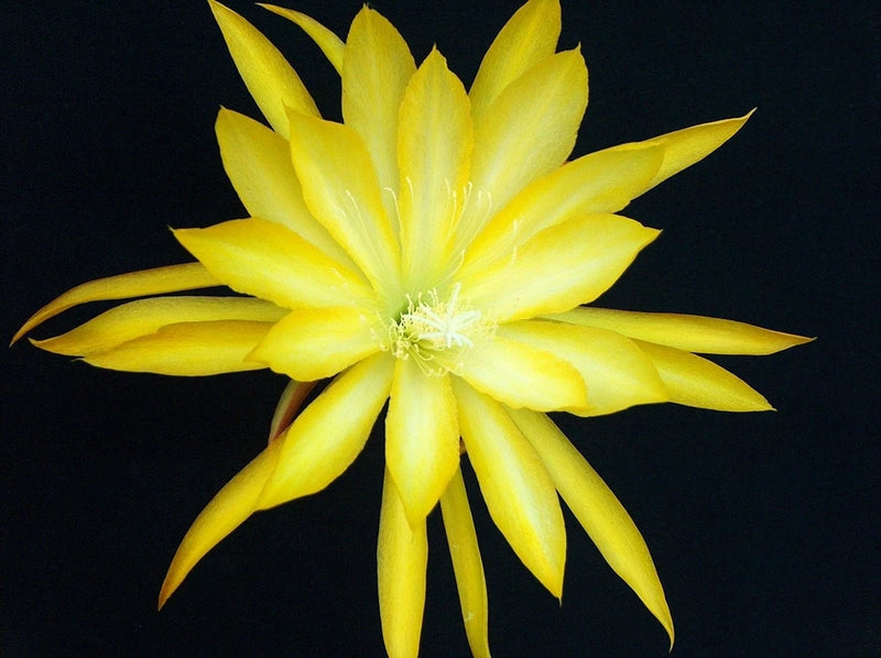 Yellow orchid cactus flower with star-shaped petals and pale center