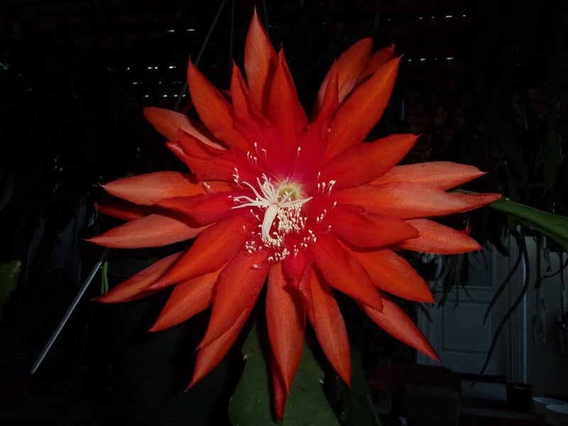 Cutting orchid bloom with bright tangerine orange-red petals and central stamens