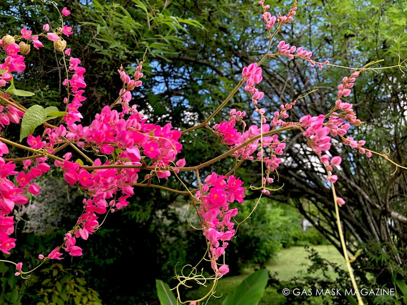Pink Coral Vine, Queen's Wreath, LIVE Starter Plant Flowering Plants