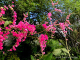 Pink Coral Vine, Queen's Wreath, LIVE Starter Plant Flowering Plants