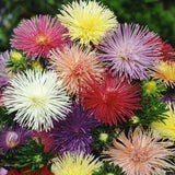 Nova Mix Aster Seeds | Heirloom / Non-GMO | Free Shipping | Flower Seeds | 1232 Flowering Plants