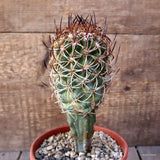 D1743  COPIAPOA ANDINA GRAFT pot14-H18-W8 cm MaMa Cactus Green Plant