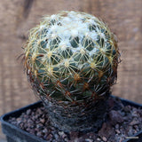 D3451 CORYPHANTHA RADIANS V. PECTINATA pot10-H11-W7 cm MaMa Cactus Green Plant