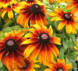 20 +GLORIOSA DAISY Seeds Native Wildflower Deer Proof Flower Garden Container Garden Plants