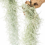 Colombian Thick Spanish Moss Air Plant Strands with Wire Hook - Indoor/Outdoor Green Plant