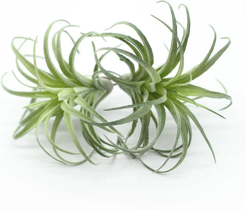 2PCS Artificial Flocking Tillandsia Air Plants Faux Small(7.1"), Green Green Plant