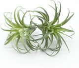 2PCS Artificial Flocking Tillandsia Air Plants Faux Small(7.1"), Green Green Plant
