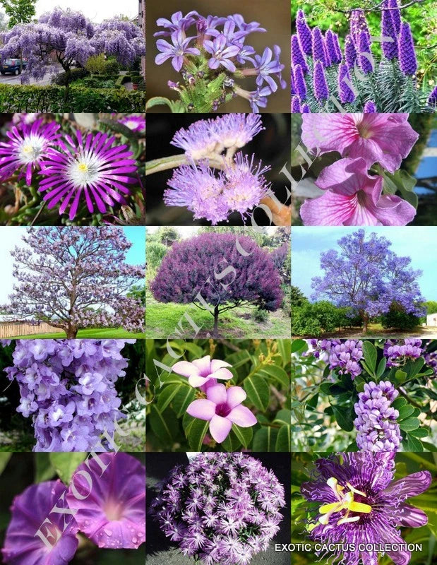 PURPLE FLOWER PLANTS MIX exotic garden tree fragrant bonsai bloom seed 15 seeds Garden Plants