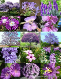 PURPLE FLOWER PLANTS MIX exotic garden tree fragrant bonsai bloom seed 15 seeds Garden Plants