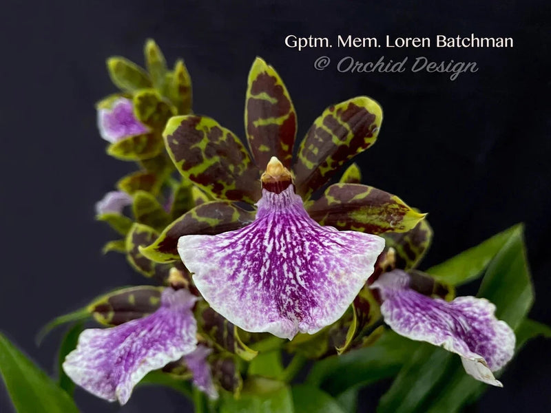 Galeopetalum (Zygo.) Memoria Loren Batchman fragrant! Orchids