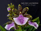 Galeopetalum (Zygo.) Memoria Loren Batchman fragrant! Orchids