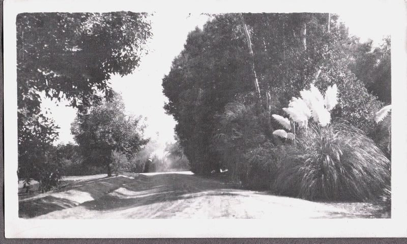 VINTAGE PHOTOGRAPH PAMPAS GRASS PLANTS PARK KERMAN FRESNO CALIFORNIA OLD PHOTO Pampas Grass