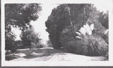 VINTAGE PHOTOGRAPH PAMPAS GRASS PLANTS PARK KERMAN FRESNO CALIFORNIA OLD PHOTO Pampas Grass