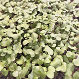 Ethiopian KALE SEEDS for SPROUTING / MICROGREENS VEGETABLE GARDEN NON-GMO USA Garden Plants
