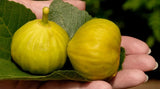 100+ Smith Fig Seeds for Garden Planting - USA - FREE SHIPPING! Garden Plants